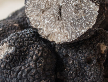 close up of black truffles